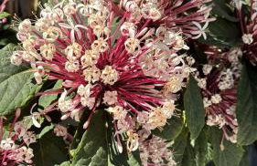 Retreat with Salt Water Heated Pool & Spa - Foto 56