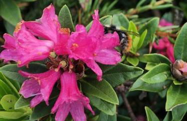 Bergkristall - Freie Fahrt Allgäuer Hörnerbahnen im Sommer - Foto 18