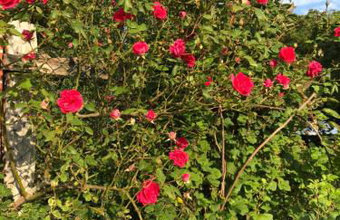 Refugium in Ostseenähe - Foto 21