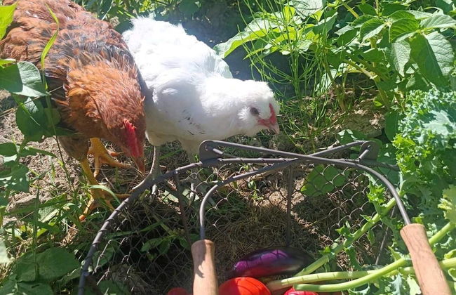 4 Person Holiday Home in Nykvarn - Foto 26