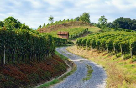 La Buschera - Foto 32