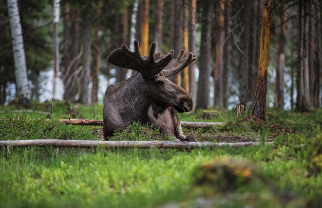 Jockfall Fishing and Activities - Foto 27