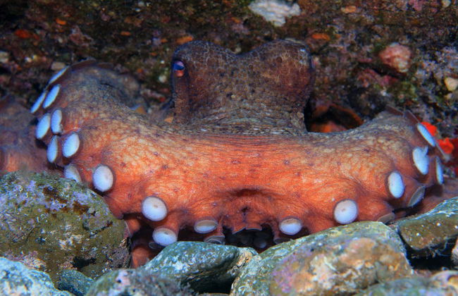 Bautismo de buceo en Los Cristianos - Foto 4