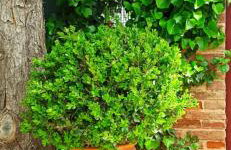 Mozart House Studio - Foto 67