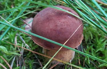 Słońce i Woda Domki Całoroczne, Podgrzewany Basen, Balia z jacuzzi, Klimatyzacja, Bezpłatny Parking - Foto 65