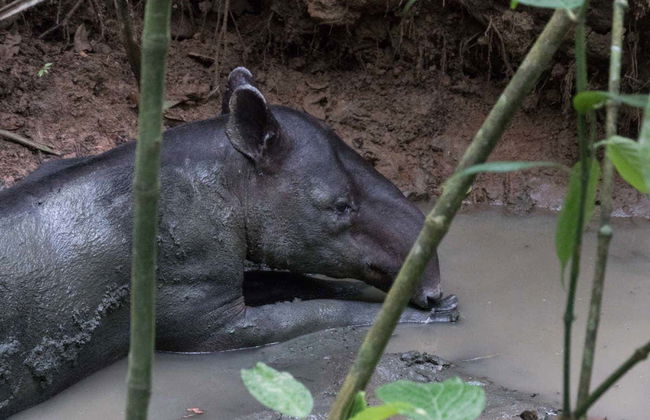 Excursão a Sirena - Foto 1