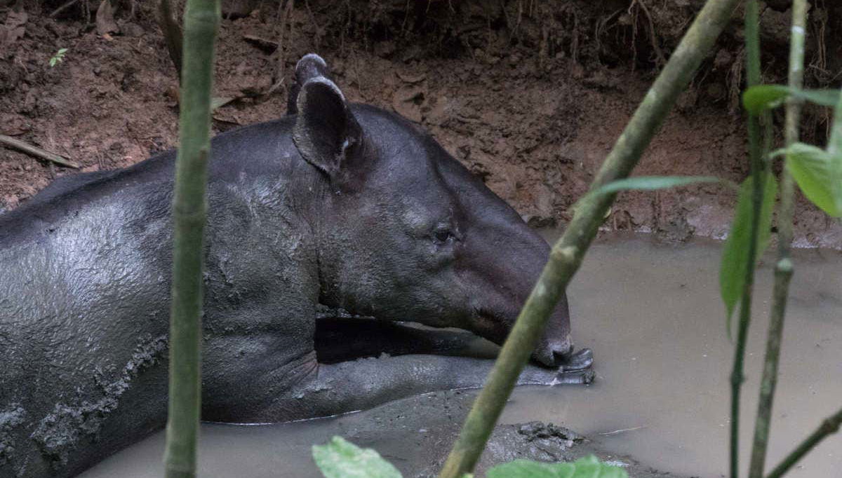 Saludando al oso hormiguero