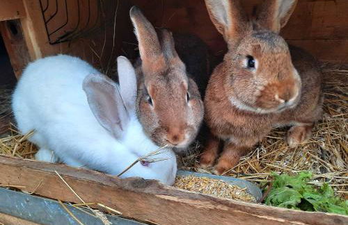 Ferienhof NaturZeit - Foto 12