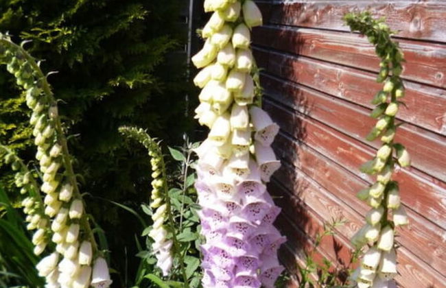 Holiday Apartment Gerdes - Foto 25