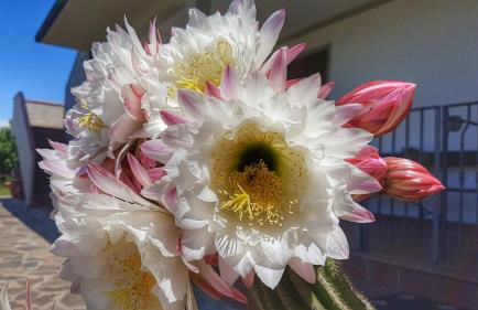 Sonnellino in Maremma - Foto 43