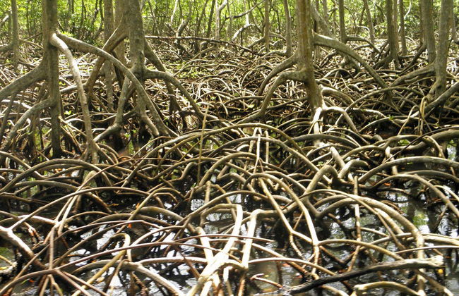 Senderismo y paseo en barco por el Parque Nacional Los Haitises - Foto 1