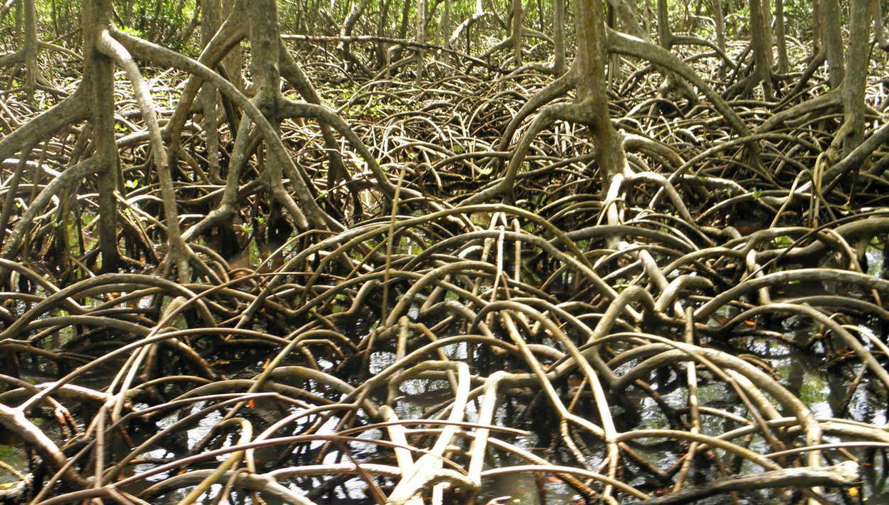 Mangroves in Los Haitises