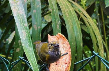 Chalé Suítes Casa na Praia de Itamambuca - Foto 63