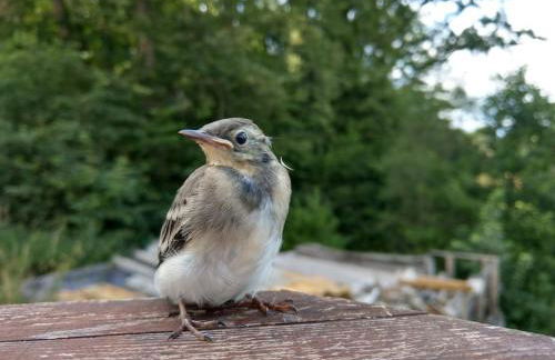 Wald-Apartment - Foto 11