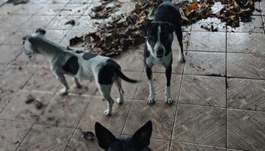 Casa com terreno grande - Foto 4