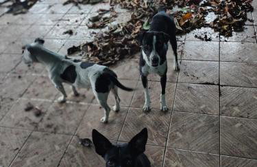 Casa com terreno grande - Foto 4
