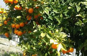 Villa Perla Blanca - Foto 67