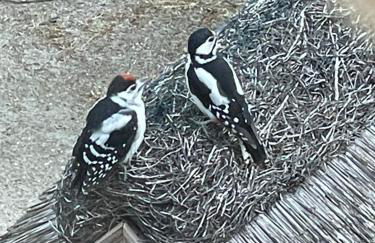 Ferienhaus unter Reet im Heidedorf Sankt Dionys bei Lüneburg - Foto 28