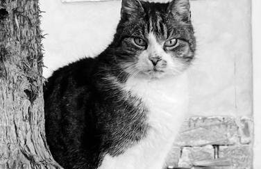 Waitzdorfer Landhaus Pieper - Foto 7