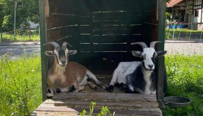 Dreher Hof Salem - Foto 2