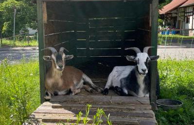 Dreher Hof Salem - Foto 2