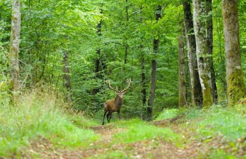 Frans dorpshuisje Maison Gerard - Foto 20
