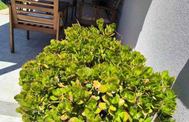 Araucaria studio Manis - Foto 21