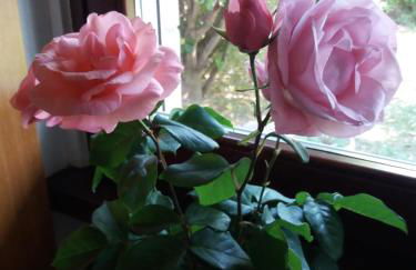 Giardino delle rose - Foto 29