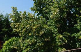 Stone house with seaview - Foto 75