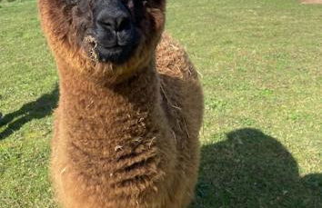 Vue du chateau a La Petite Ferme d'Alpacas - Foto 11