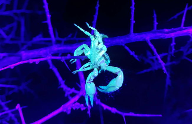 Trilha noturna por Oudtshoorn + Avistamentos de escorpiões - Foto 6