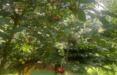 Agro na Wapniarni - Foto 56