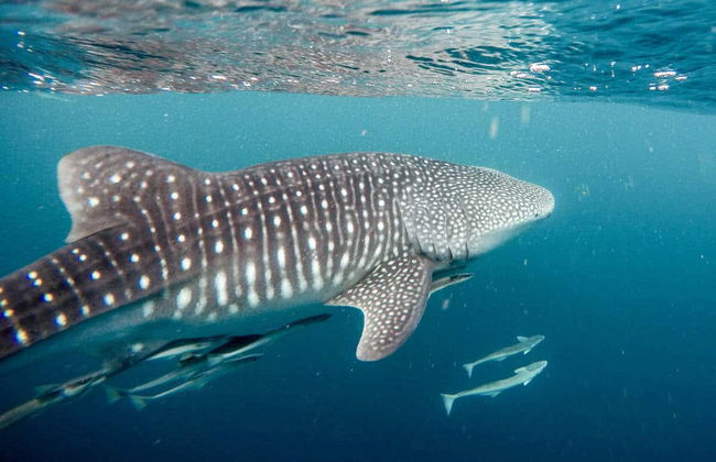 Snorkel con tiburones ballena y mantarrayas - Foto 8