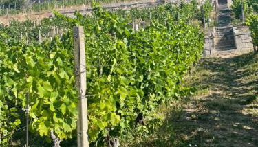 Ferienhaus Traminer im Weinberg - Foto 2