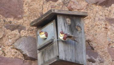 Beni Qásim 1915 - Photo 5