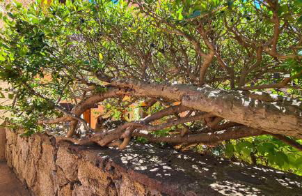 Appartamento- La Casa del Mirto- Porto Rotondo - Foto 20