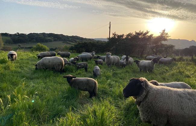 Agriturismo Lu Branu - Photo 35