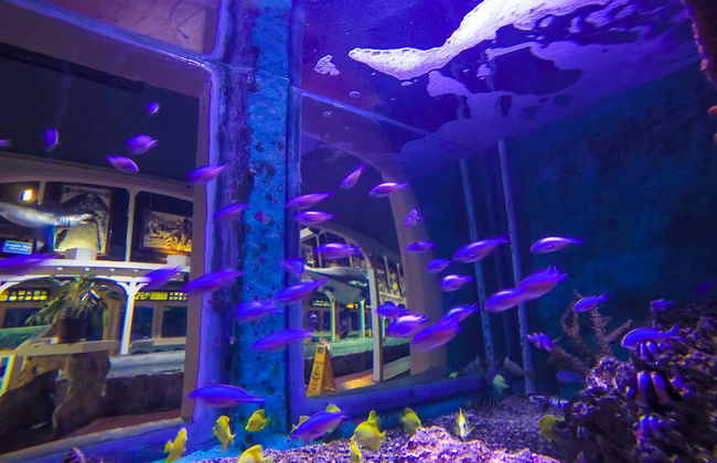 Ingresso do Aquário de Key West - Foto 6