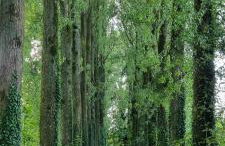 Domaine des Chanoines blancs - Foto 59