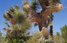 Joshua Tree Bugalow - Downtown - Foto 10