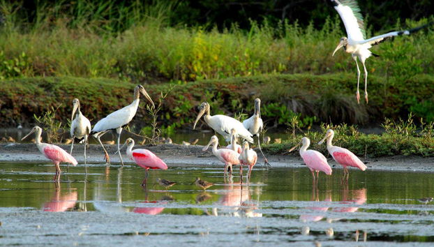 Flamingos in the refuge