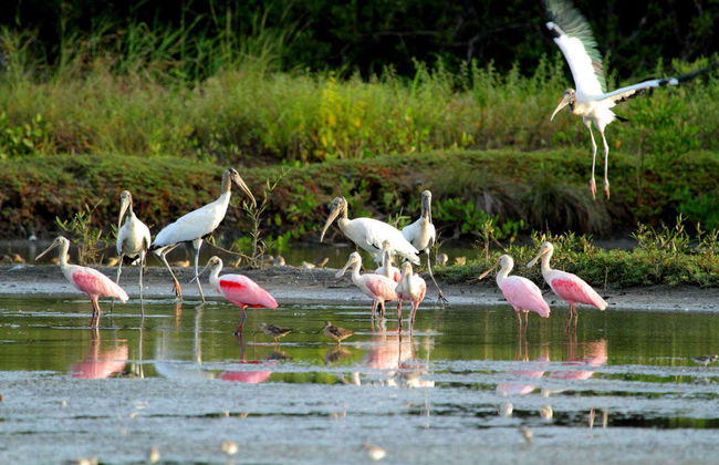 Excursão a Caño Negro - Foto 2