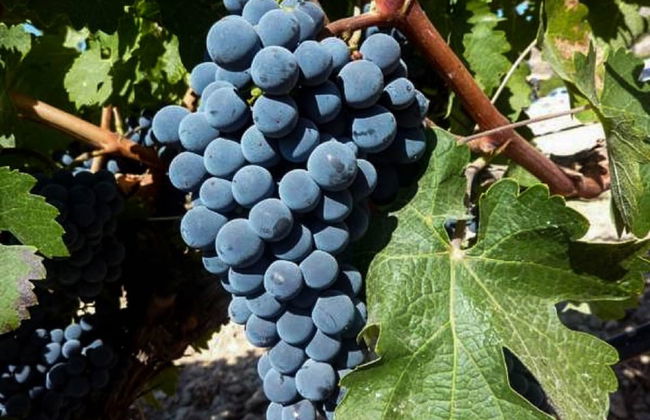 Sobreiros's Villa in Douro Valley - Foto 38