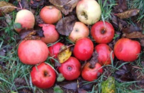 Haus Pfaffenfels - Foto 20