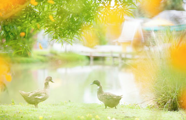 Luxury Farm House Pai - Photo 44