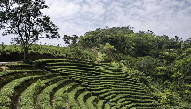 Pinglin & Elephant Mountain Tour - Foto 3