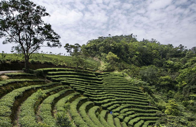 Excursión a Pinglin y la Montaña del Elefante - Foto 3
