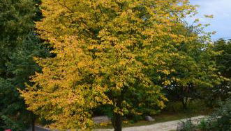 Ferienwohnung "Lindenblick" - Foto 3