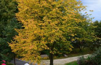Ferienwohnung "Lindenblick" - Foto 3