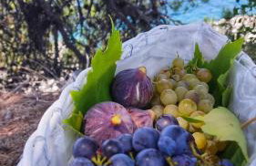 Apartments Franić - Photo 6